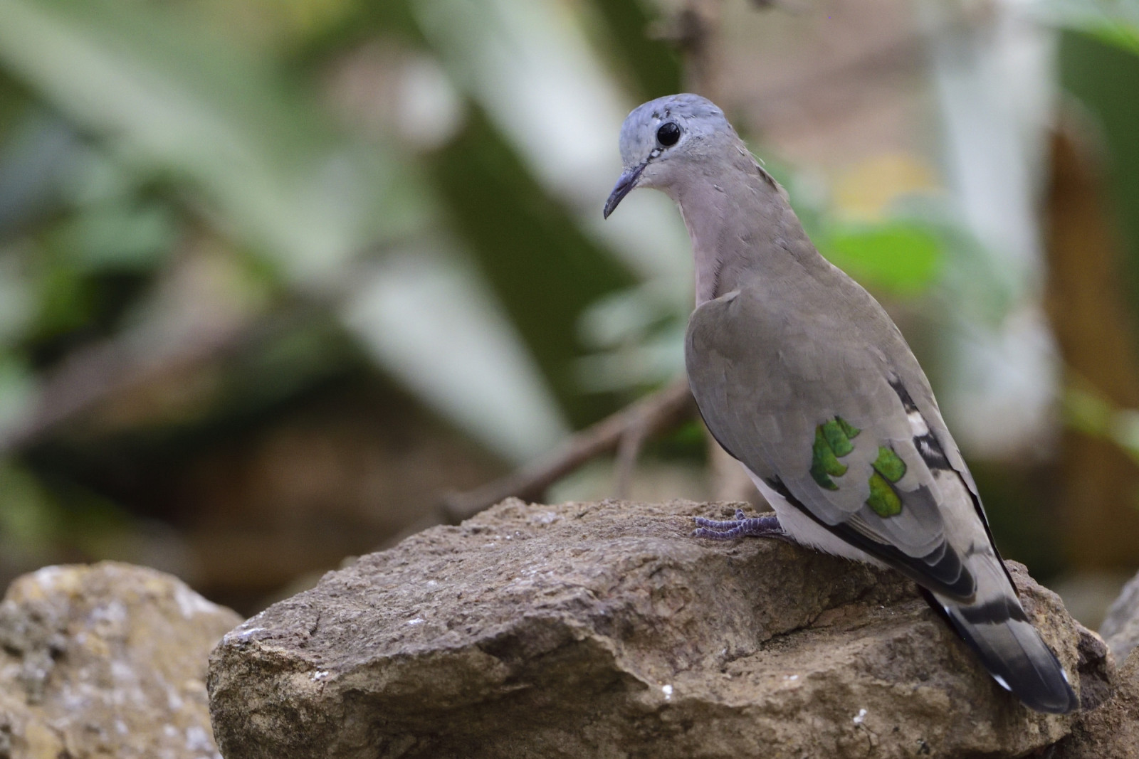 image Emerald-spotted Wood-Dove